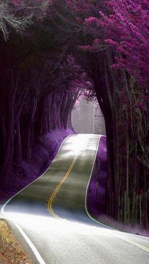 Beautiful Road.jpg
